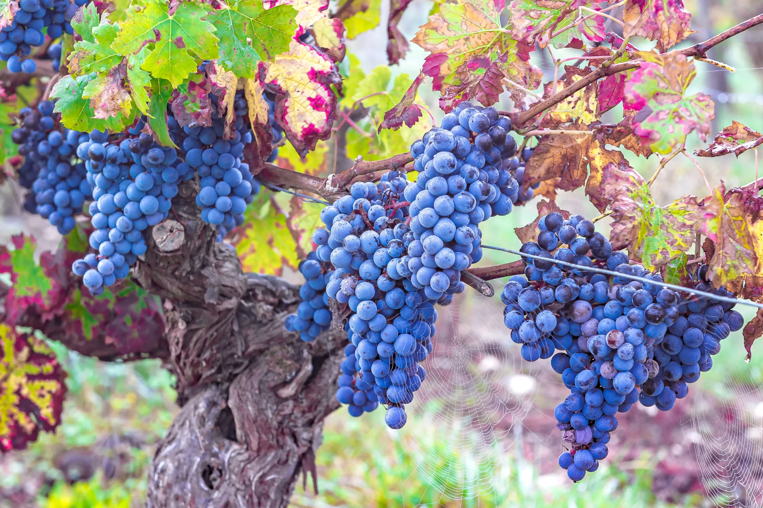 Grappe de raisin photographiée sur le domaine Didier DELAUNAY à Mozé sur Louet.