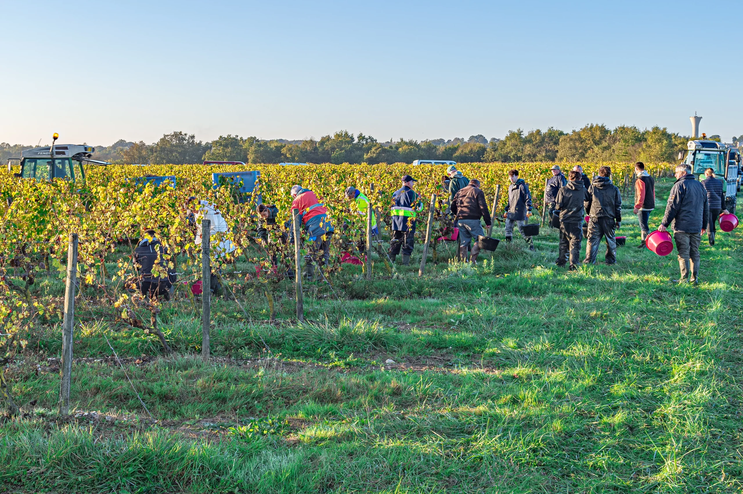 Équipe de vendangeurs en plein travail dans les vignes du Domaine Delaunay en Anjou