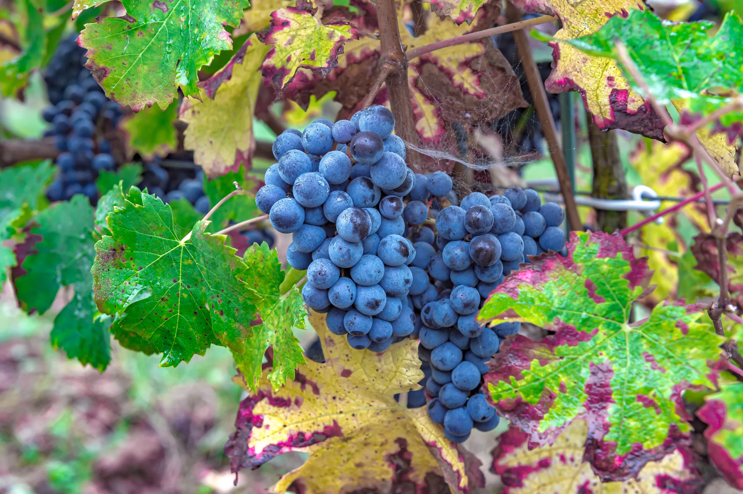Grappe de raisin rouge mûre dans les vignes du Domaine Delaunay en Anjou