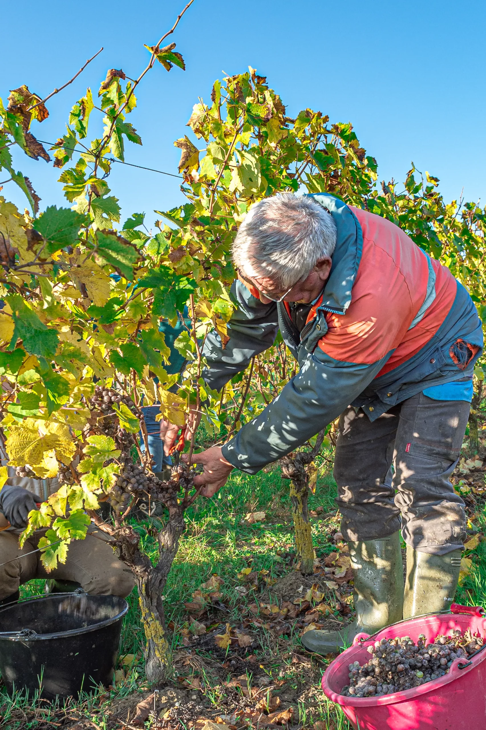 Vendangeur coupant les grappes à la main au Domaine Delaunay en Anjou
