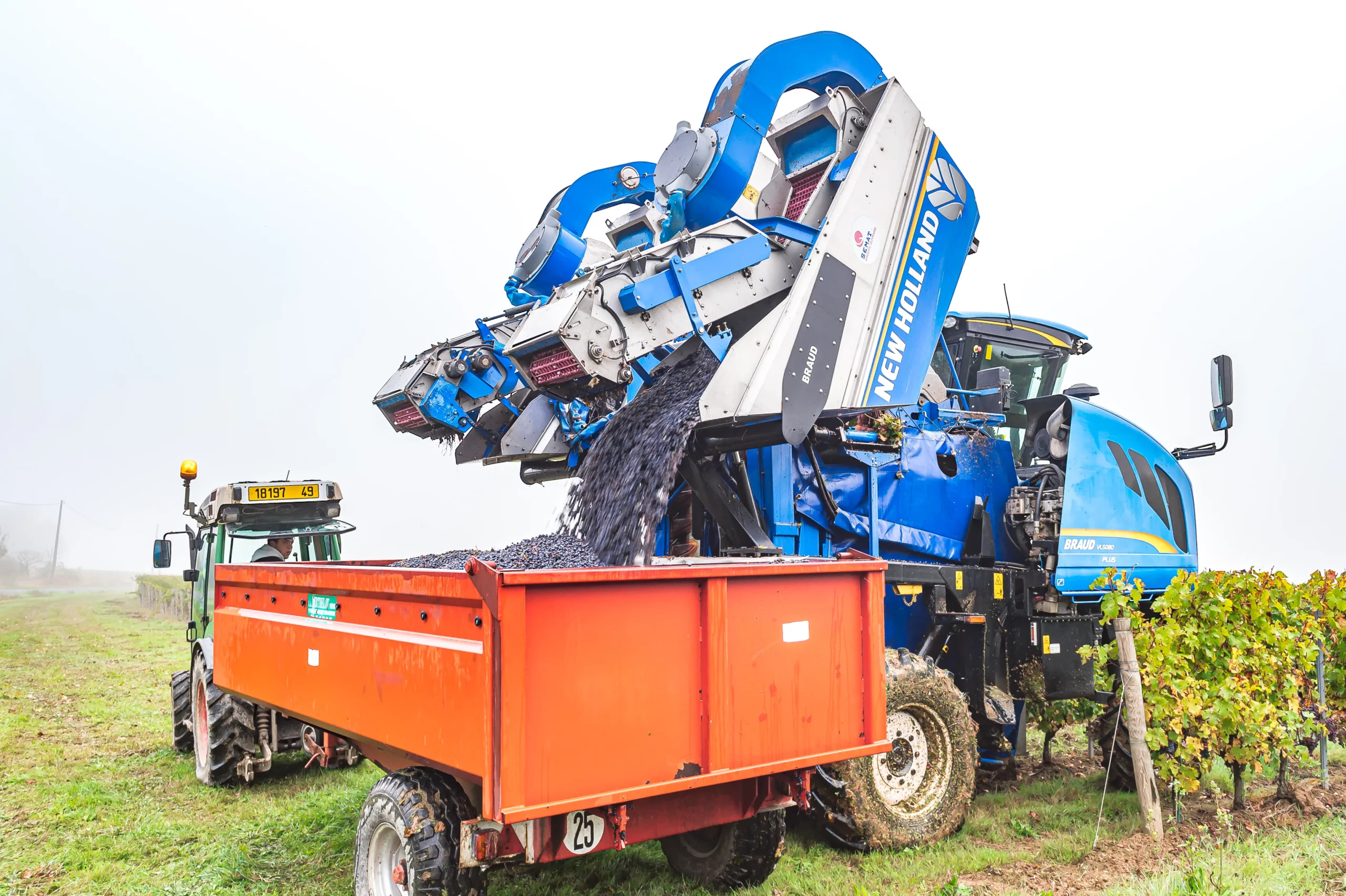 Machine à vendanger en action au Domaine Delaunay en Anjou pendant la récolte du raisin