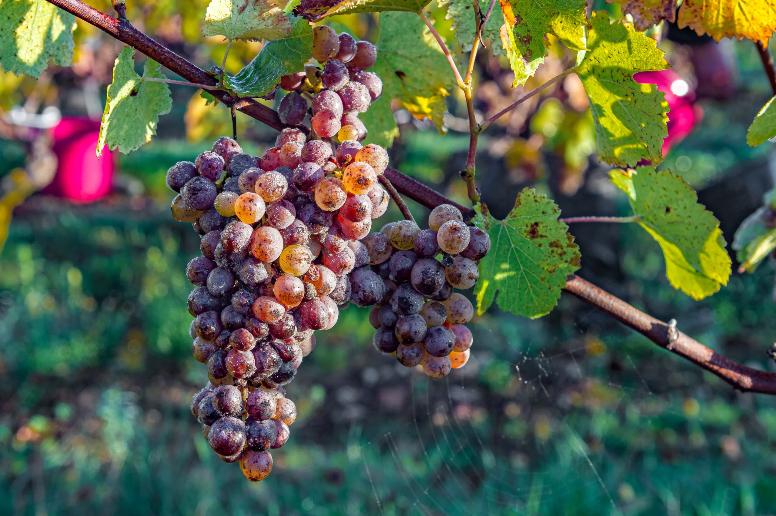 Grappe de raisin atteinte de pourriture noble au Domaine Delaunay en Anjou