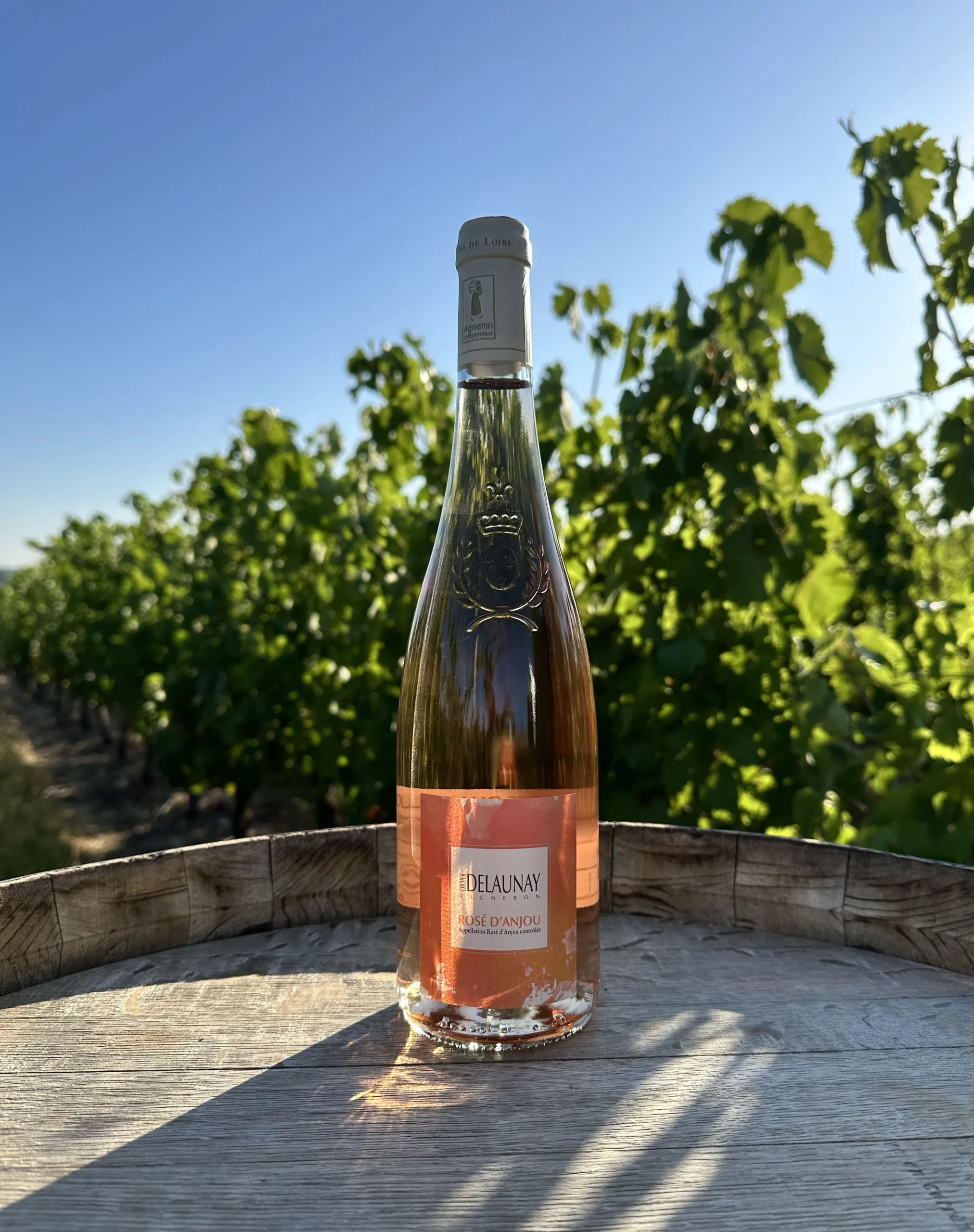Rosé d'Anjou - Rosé fruité et tendre du domaine Didier Delaunay