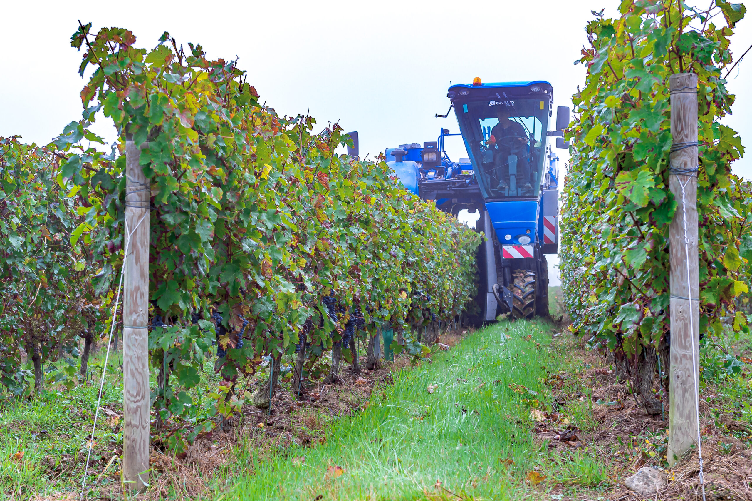 Vendange mécanique dans les vignes du Domaine Didier Delaunay à Juigné-sur-Loire, au cœur de l'Anjou
