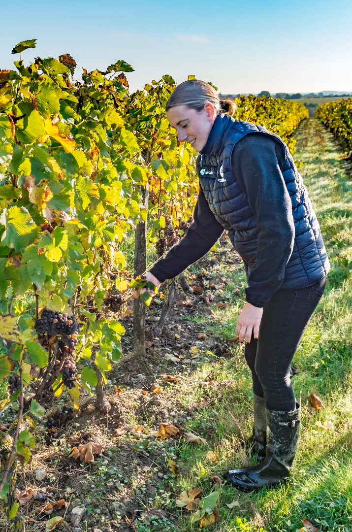 Marine Delaunay récoltant des raisins rouges dans un vignoble près d'Angers.