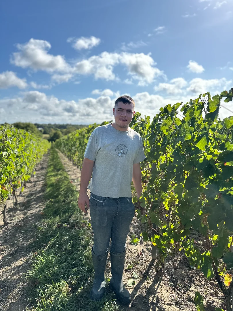 Guillaume dans le vignoble angevin de Didier Delaunay lors vendanges dans un cadre ensoleillé.
